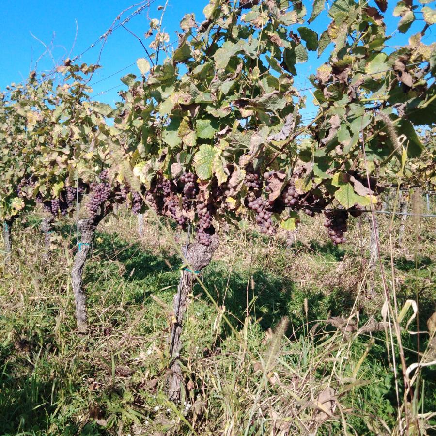 Vinny Sklep Kovarna - Nad Presovnou Rohatec Exterior foto